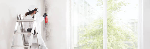 Best Mold Odor Removal Services  in Hallowell, ME